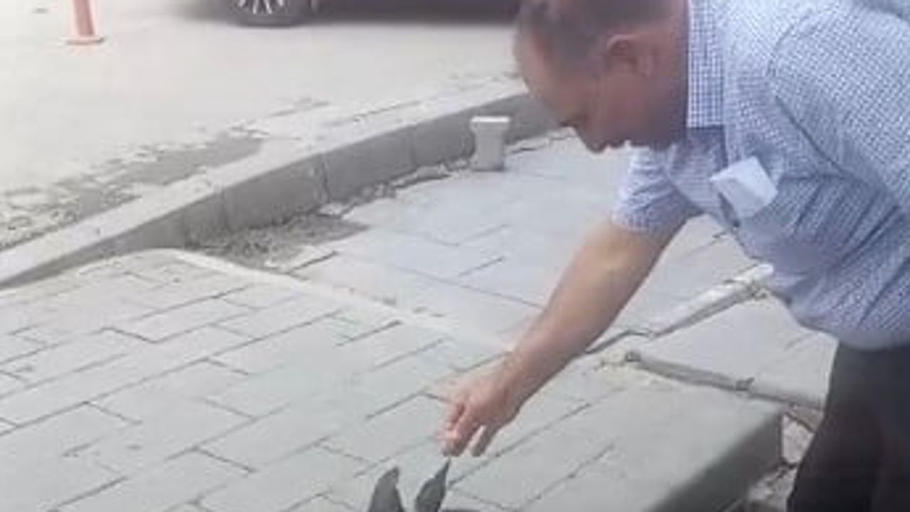 Adilcevaz'da iyileşen karga kasabın her gün gelen misafiri oldu