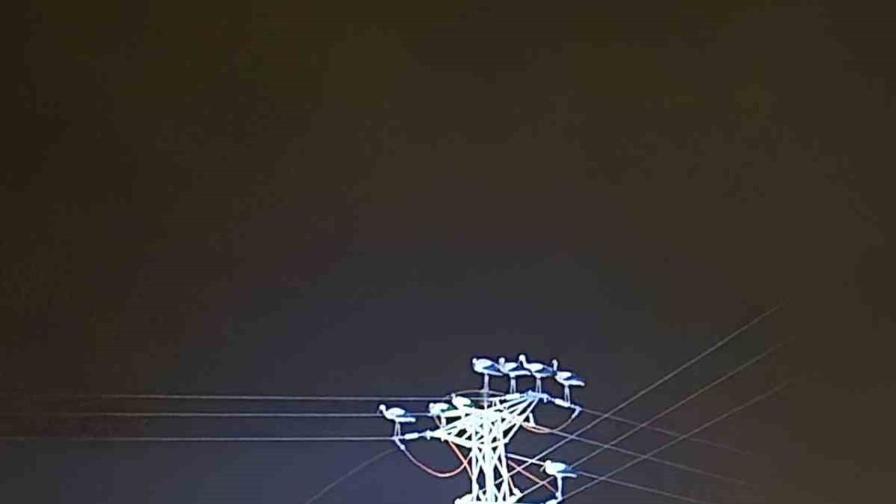 Afyonkarahisar'da göç eden leyleklerin hatlara konması beldelerde kısa süreli elektrik aksamasına neden oldu
