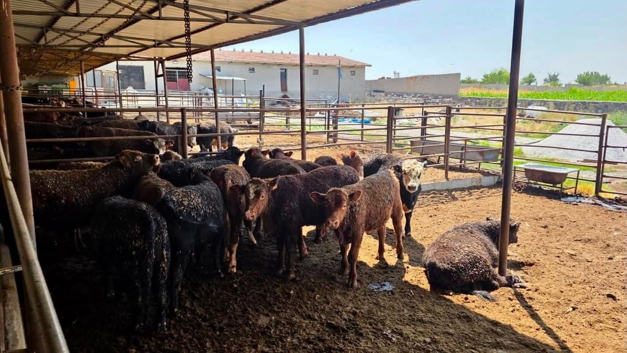 Afyonkarahisar'da ithal besilik sığırlarda kapsamlı denetim ve yetiştirici bilgilendirmesi