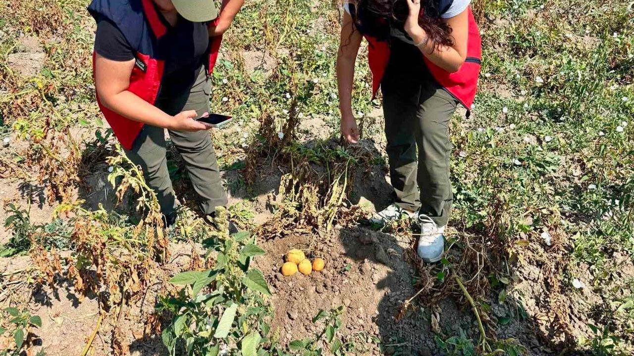 Afyonkarahisar'da patates verimini artırma çalışmaları saha denetimleriyle sürüyor
