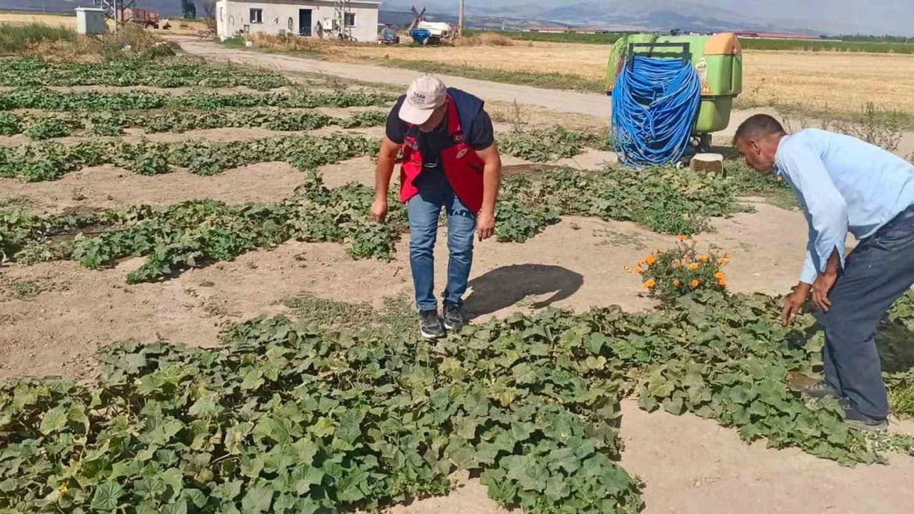 Afyonkarahisar'da tarlalarda verim ve rekolte tespit çalışmaları derinleştiriliyor