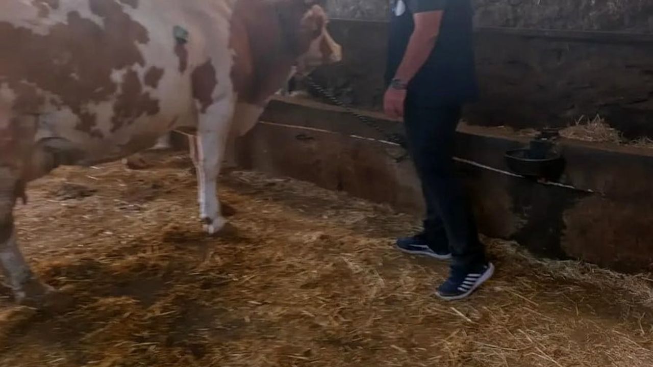 ağın'da büyükbaş işletmelerine kapsamlı denetim