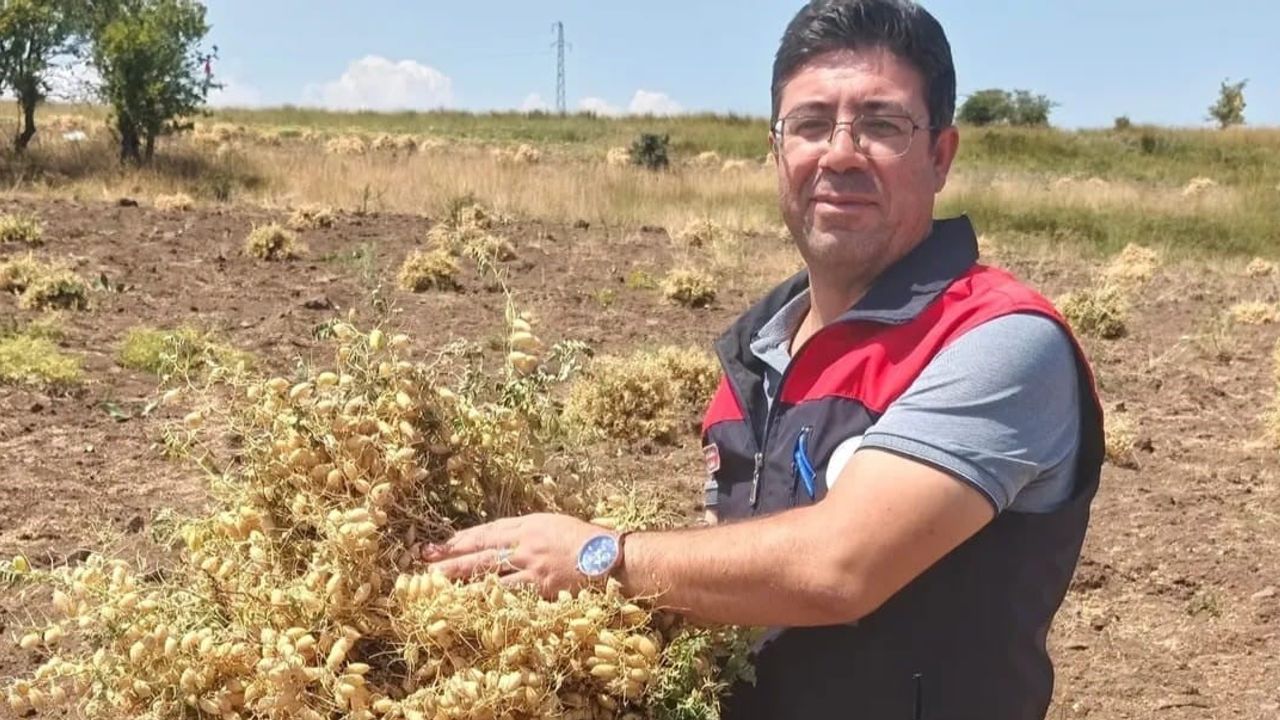 Ağın'da tüylü nohut bereketi üreticiyi sevindiriyor