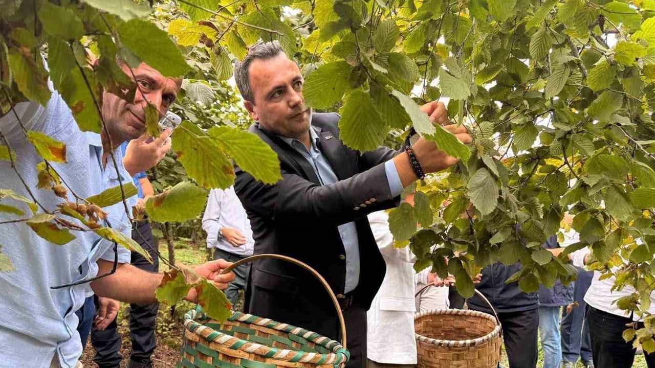 Akçakoca’da bereketin ritmi: geleneksel fındık hasadı kutlandı