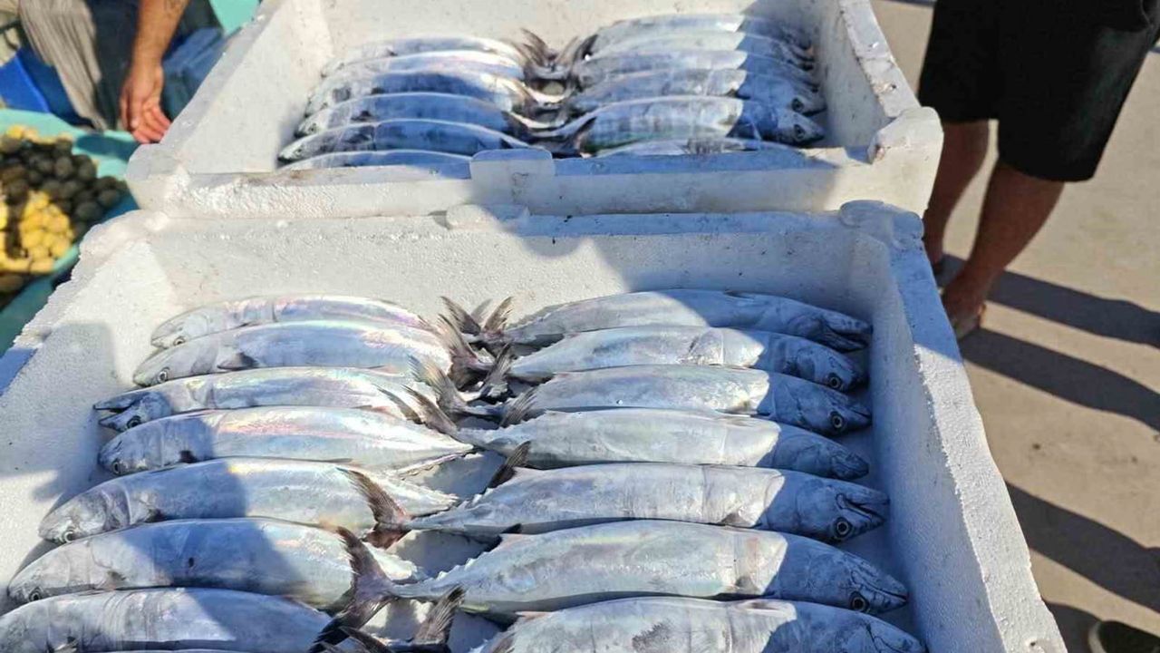 Akçakoca’da palamut bolluğu ve sıkı denetimle sezon başladı