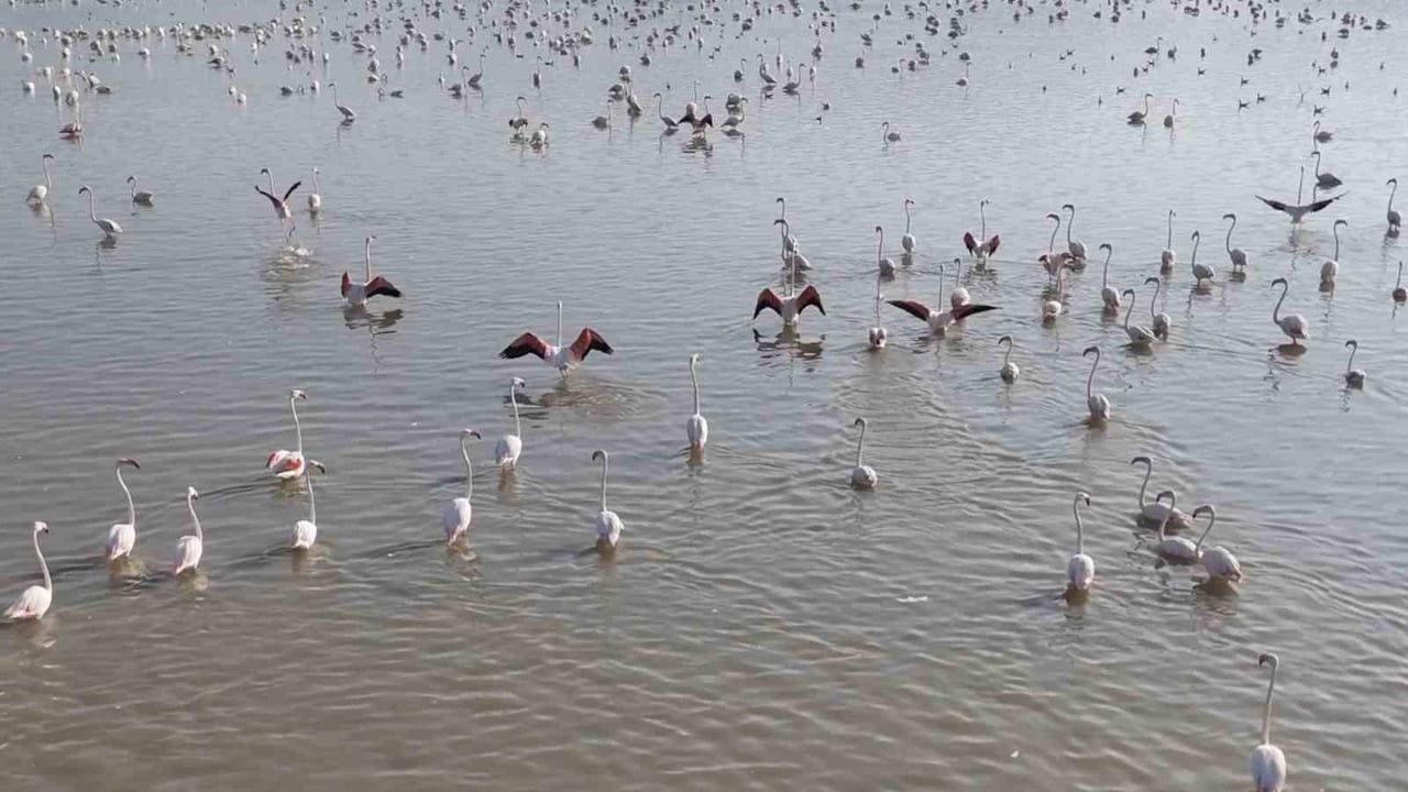 Akşehir Gölü yeniden canlandı: flamingolar ve tarıma yeni umut