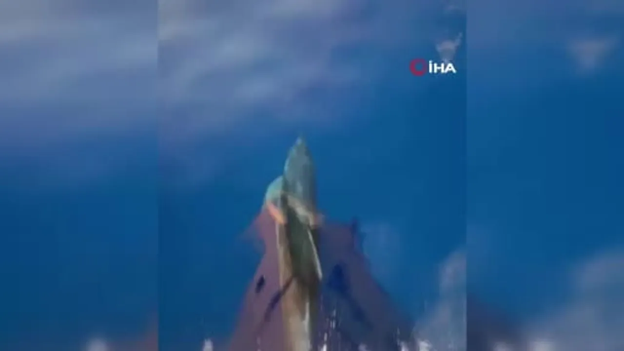 Alanya açıklarında yunusların sürükleyici gösterisi turistleri büyüledi