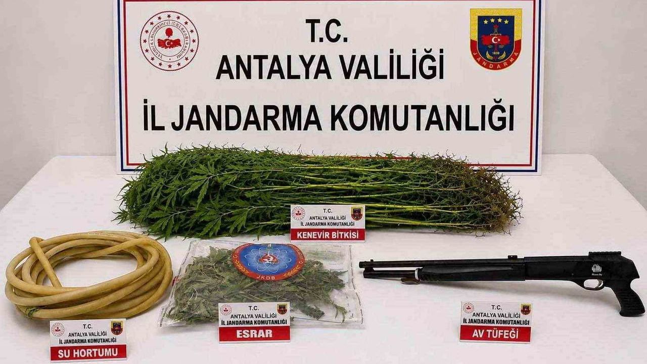 Alanya'da jandarmanın uyuşturucu baskınında 120 kök kenevir bulundu