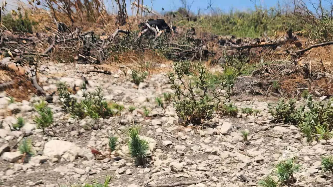 Aliağa ve Foça'da yangın sahaları yeniden ağaçlandırılıyor