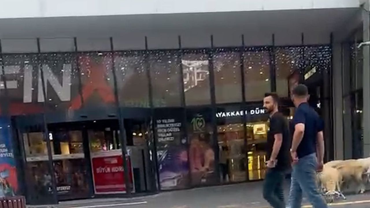 Alışveriş merkezinin bahçesinde gezen koyunlar ilgi çekti