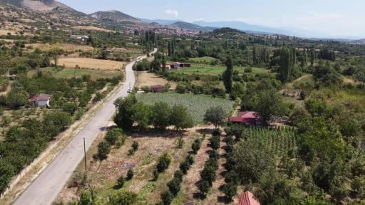 Amasya'nın sarı altını: tescilli çiçek bamyası gece gündüz alıcı buluyor