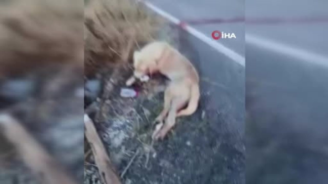 ambulans personelinden yol ortasındaki yaralı köpeğe anında müdahale