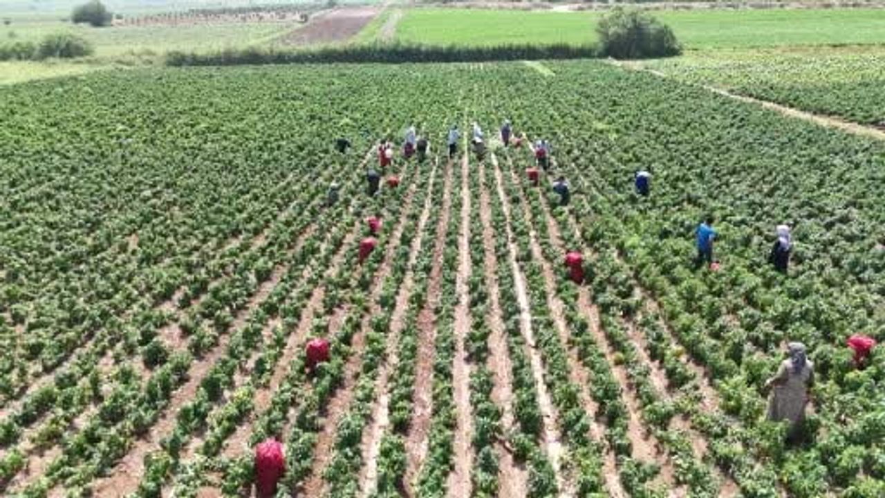 Amik Ovası'nda acı, sıcak ve dayanışma: kapya hasadı sürüyor