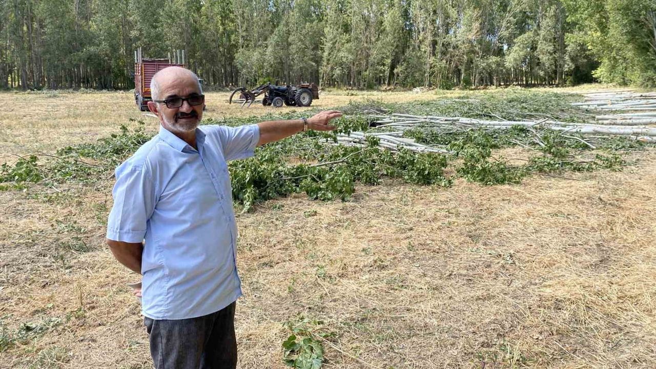 Anadolu'nun birikim ağacı kavak, 30 yılda ev yapan kaynak