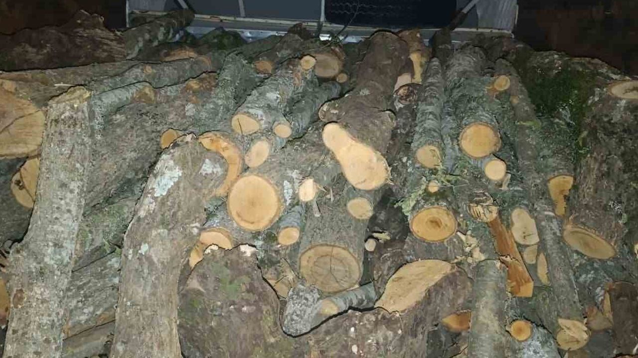 Andırın'da orman ekiplerinden kaçak ağaç operasyonu
