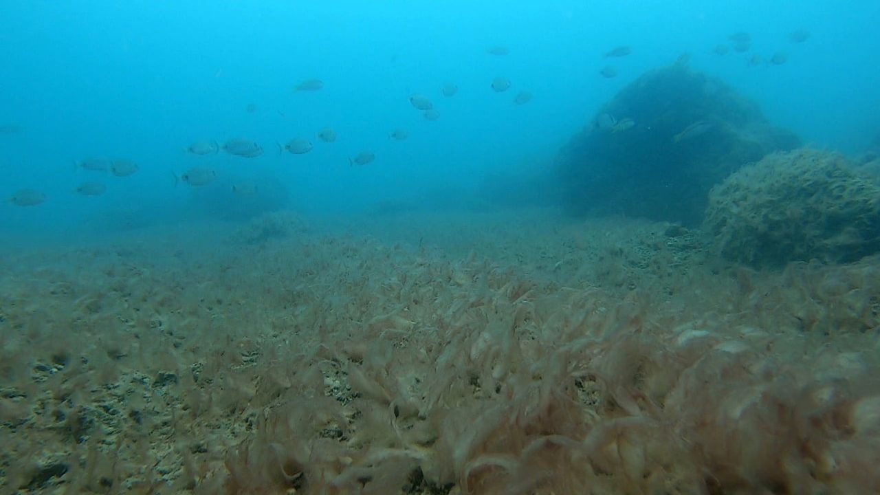 Antalya kıyılarında peltemsi tabaka deniz tabanında oksijen alışverişini kesiyor