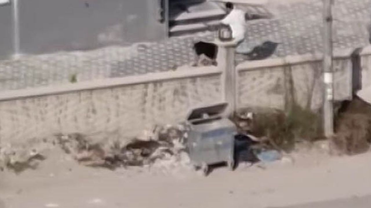 Apartman bahçesindeki kavga sokağa taştı, şüpheli adli kontrolle serbest bırakıldı