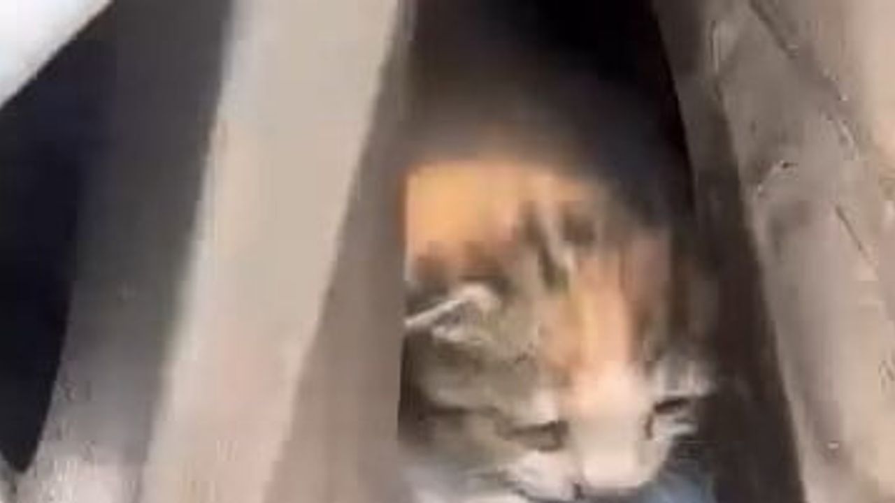 Aracın jantına sıkışan anne ve beş yavru kedi itfaiye tarafından kurtarıldı