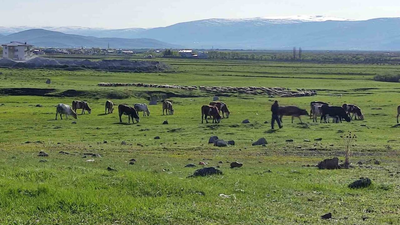 Ardahan'da Gürçayır'daki işletmede kuduz saptandı, çevre karantinaya alındı