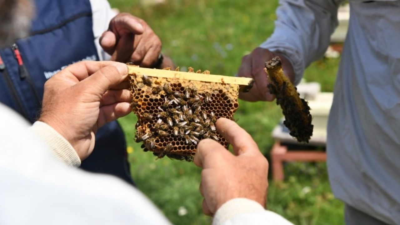 Ardahan'ın coğrafi işaretli balında 2026 sezonu ilk hasadı gerçekleştirildi