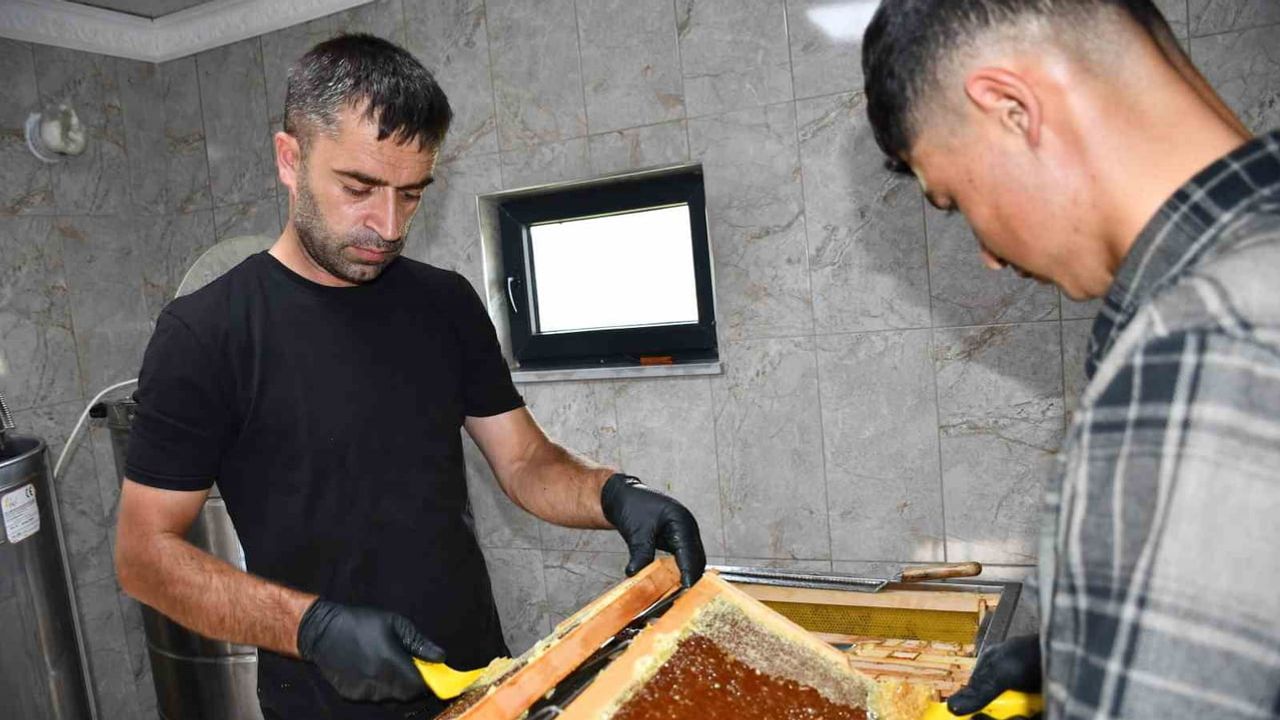 Ardahan'ın değeri sofraya: coğrafi işaretli Kafkas balı hasadı başladı