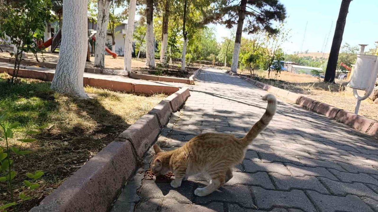 Arguvan'da can dostları için sürekli mama ve su noktaları