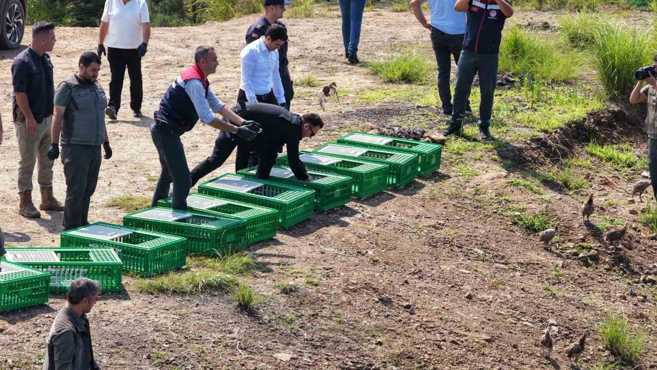 Arhavi'de 400 sülün doğaya salındı: biyoçeşitlilik ve tarıma destek