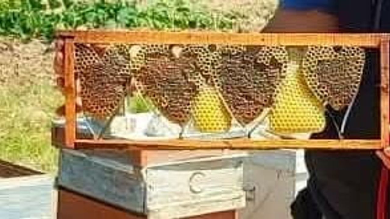 Arıların özeninden: Baklan'da kalp biçimli doğal petek