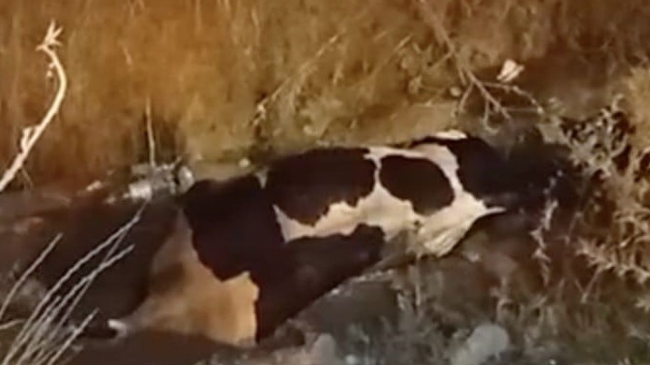 Arnavutköy'de iş makineleriyle iki saatlik bataklık kurtarması