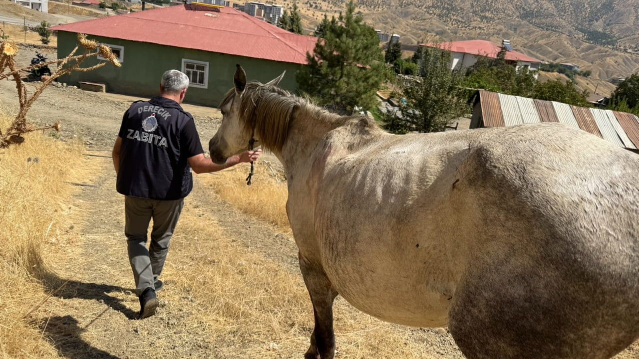 Asker ve itfaiye ekipleri Derecik'te tellere takılan iki atı kurtardı