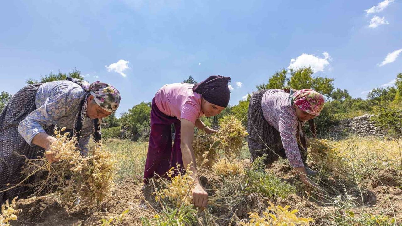 Atalık tohumla bereket geri geliyor: Gülnar'da nohut üretimi canlandı