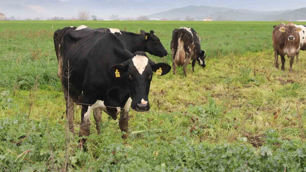 Aydın'da yetiştiricilere uyarı: kulak küpesi olmayan hayvanlar işletmeden çıkarılamaz