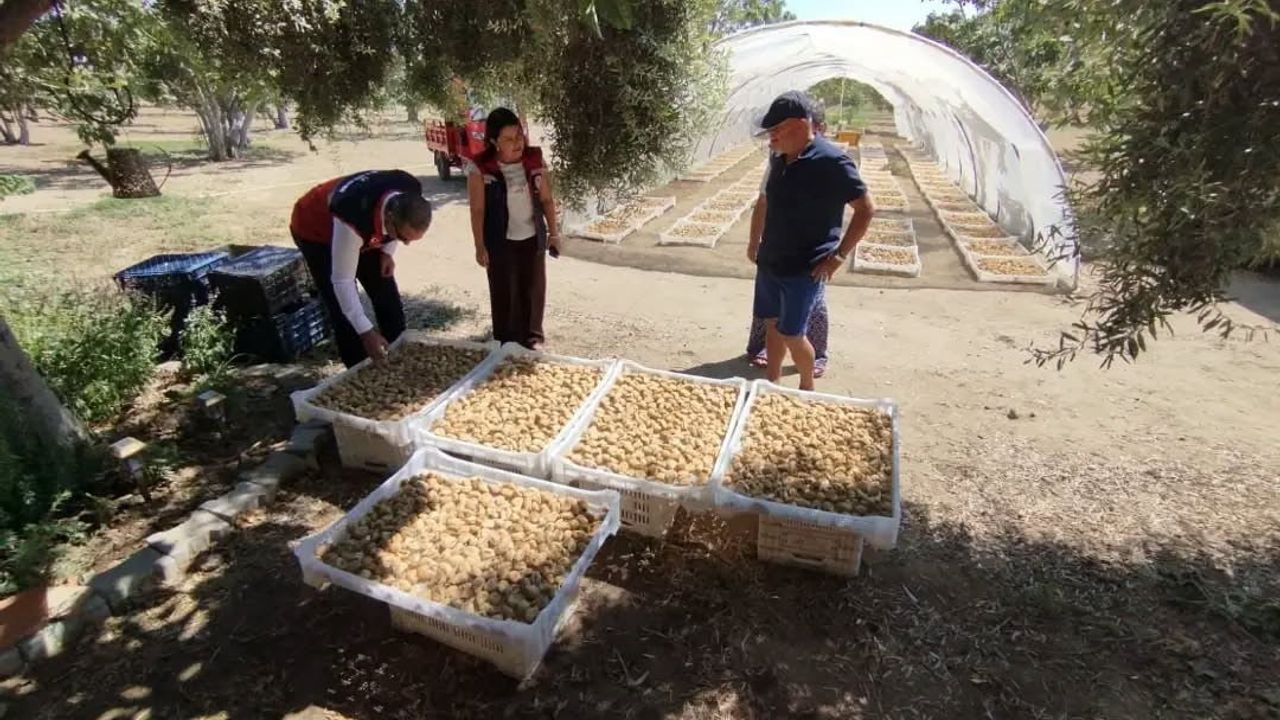 Aydın incirinde kalite güvence çalışmaları sahada hızlandı