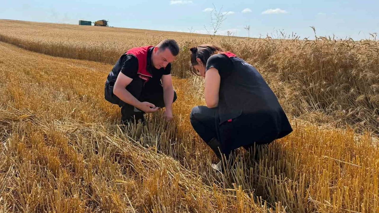 Aydıntepe’de biçerdöver denetimleriyle hasat mesaisi başladı