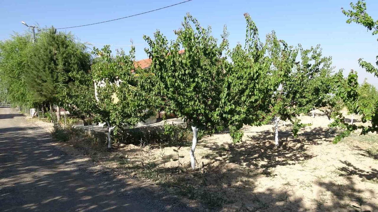 Aynı bahçede iki mevsim: çağla ve hasatlık kayısı bir arada