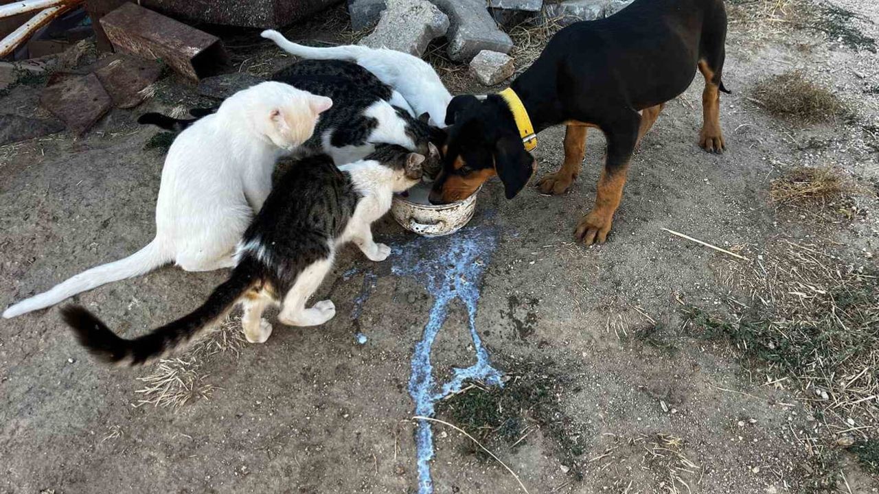 Aynı kaptan aynı evlatlar: Türlübey'de kedi ve köpek kardeşliği