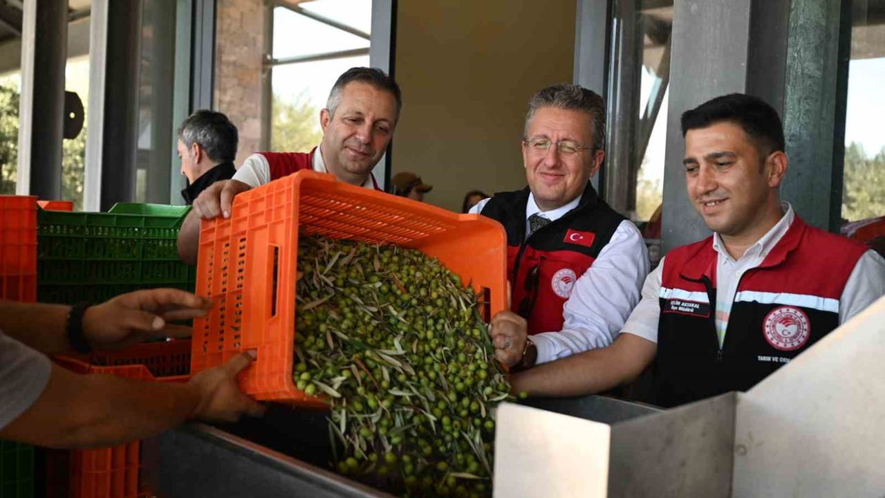 Bademli'de protokolle başlayan sezonun ilk zeytin hasadı