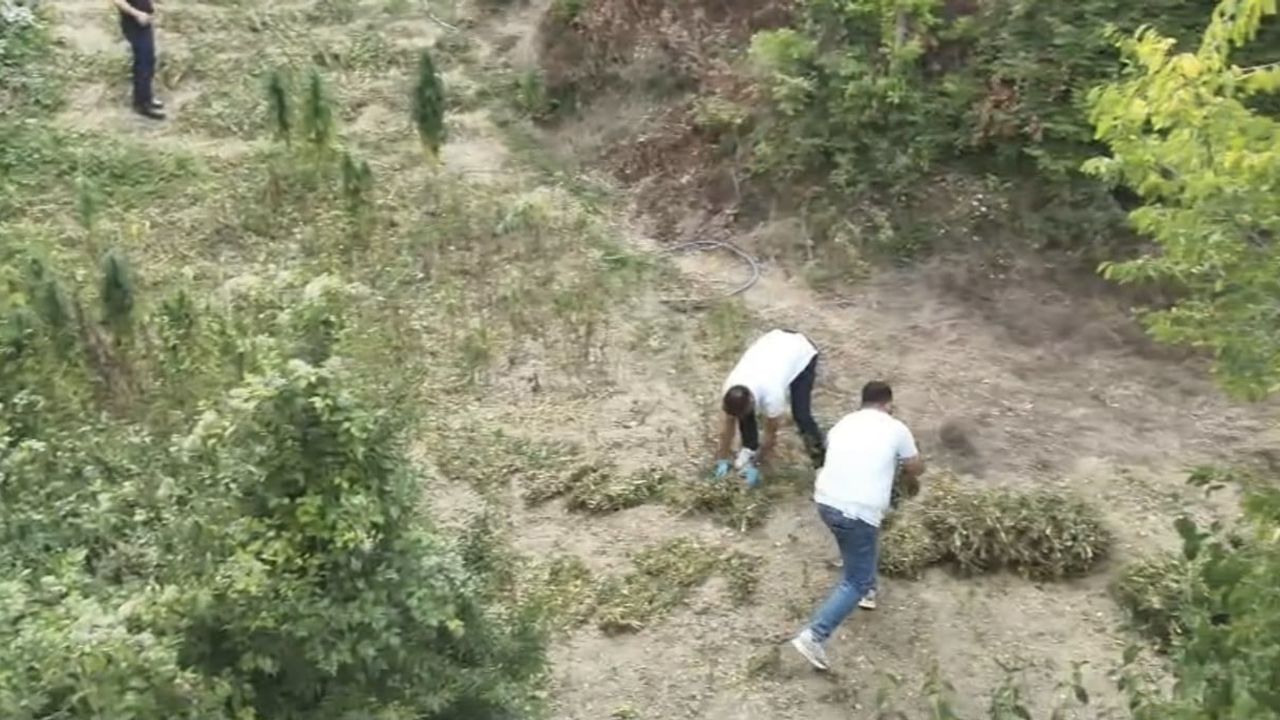Bafra'da arazide saklanan 138 kilo 610 gram esrar jandarma tarafından ele geçirildi