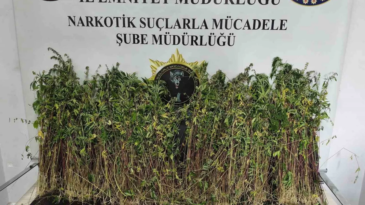 Bafra'da kapsamlı operasyon: bin 655 kök kenevir ele geçirildi