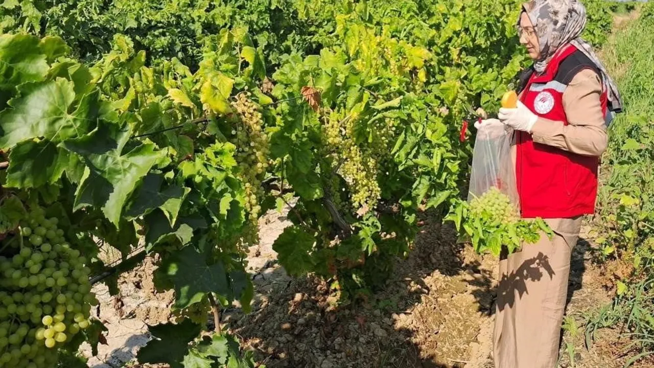 bağ salkım güvesine karşı son ilaçlama uyarısı salihli'den