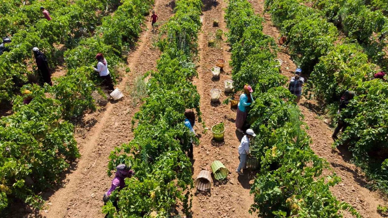 Bağbozumu anları Şehzadeler’in yarışmasında karelere taşınacak
