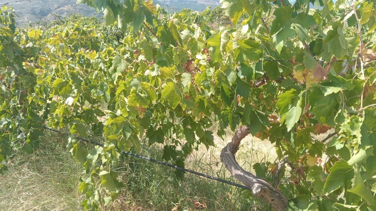 Bağda iz bırakmadan 2 ton üzüm gitti üretici 100 bin lira zarar etti