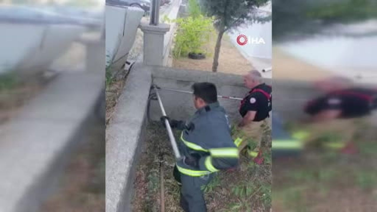 Bahçeye giren 1,5 metrelik yılan mahalleyi alarma geçirdi