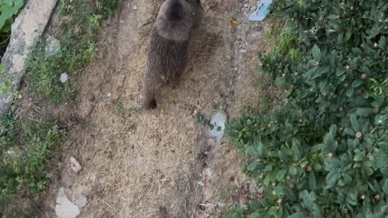 Bahçeye giren aç ayı köyde kısa süreli tedirginlik yarattı