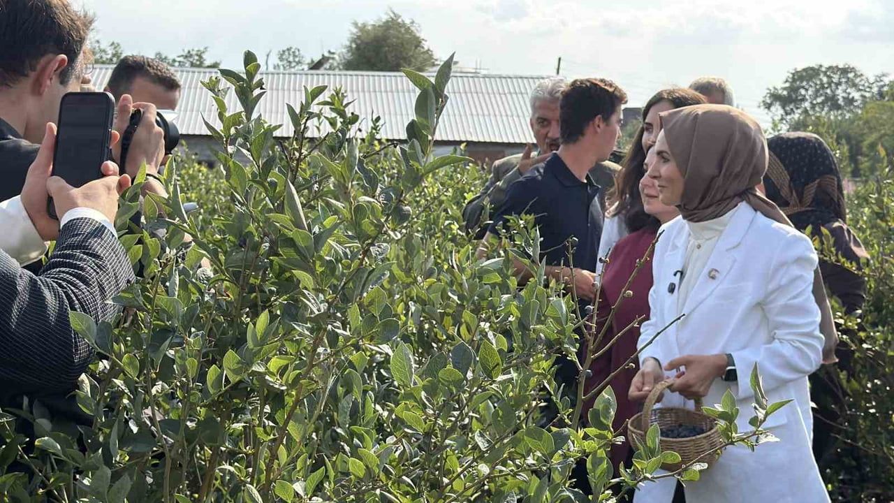 Bakan Göktaş Düzce'de yaban mersini hasadına katıldı, aile işletmesini örnek gösterdi