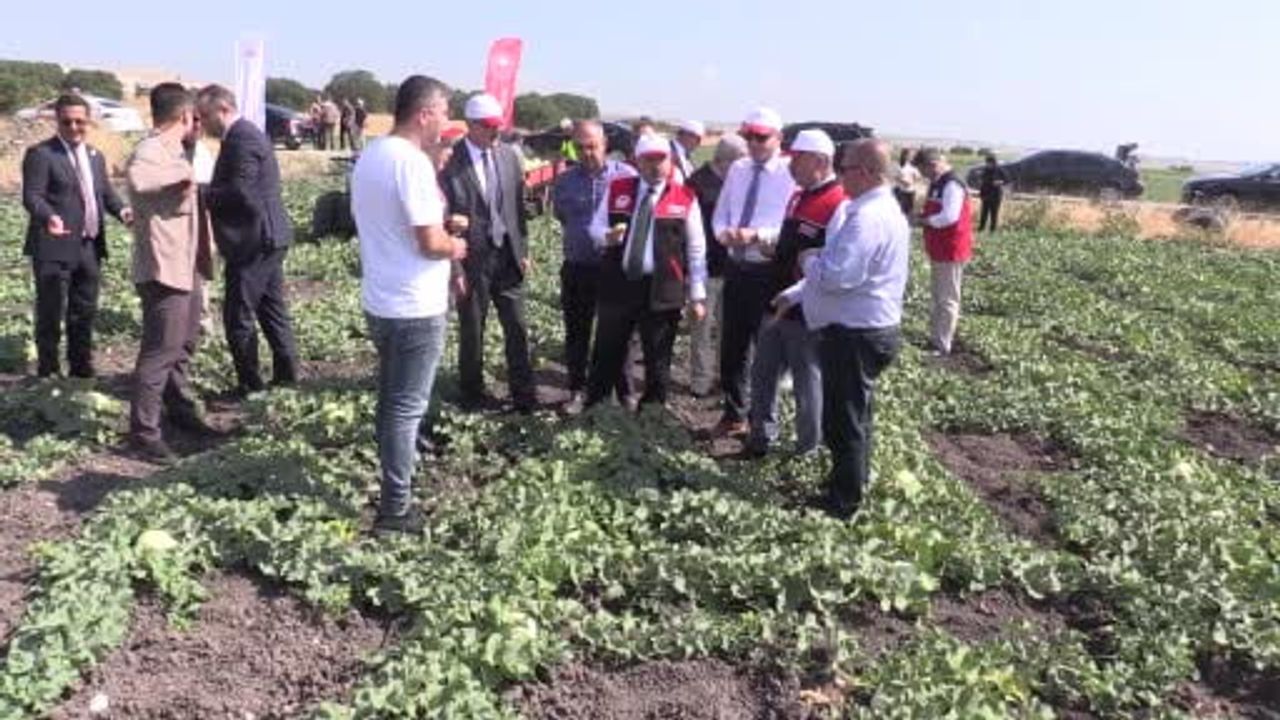 Balıkesir'de ata tohumuyla yetişen beyaz kavunlarda hasat başladı