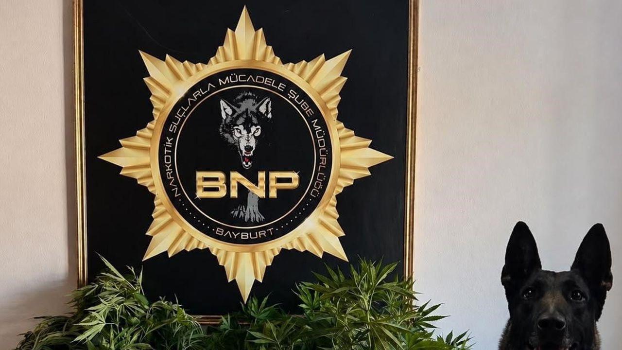 Bayburt’ta evde yetiştirilen 27 kök Hint keneviriyle ilgili soruşturma sürüyor