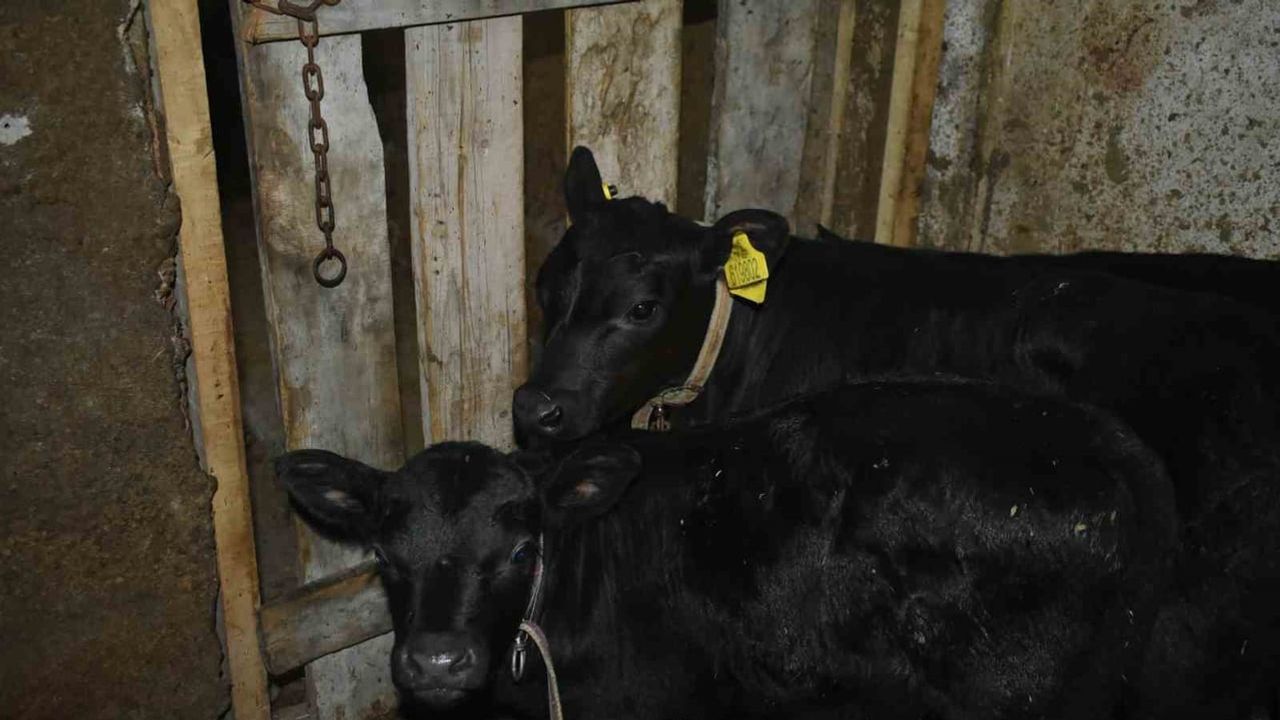 Bayburt'ta kırsal işletmelere angus desteğiyle üretim canlanıyor