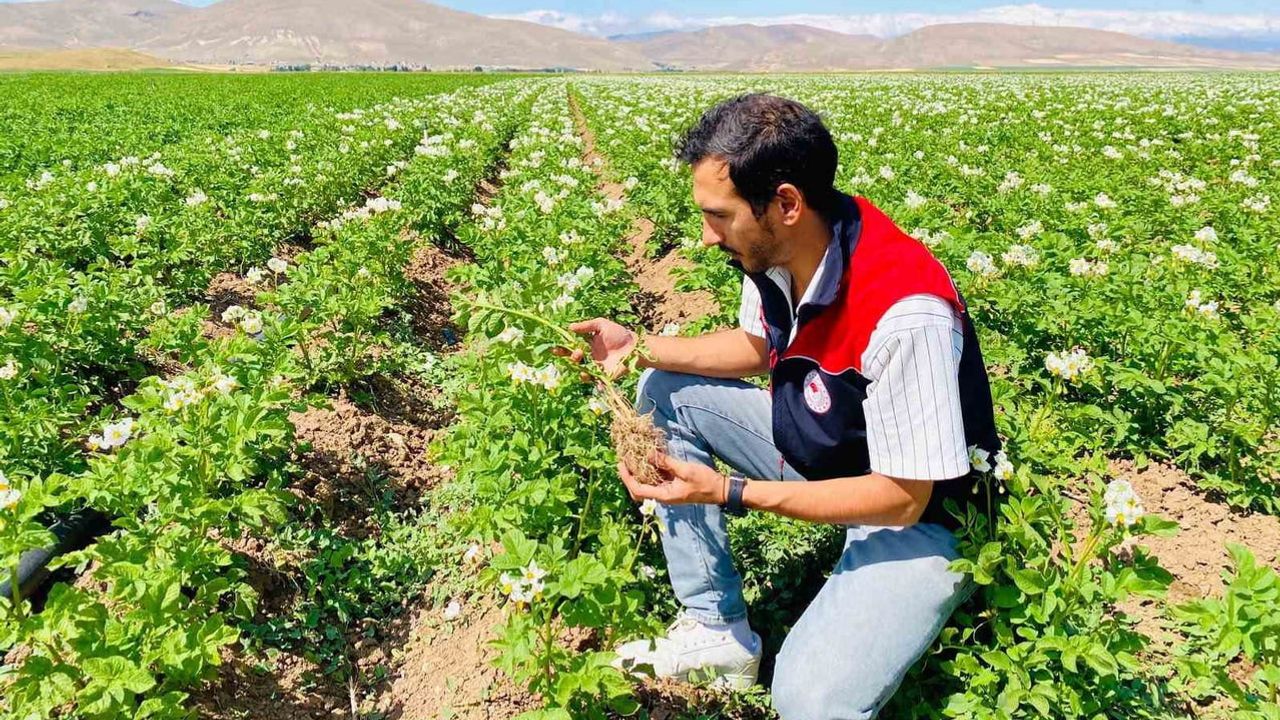 Bayburt'ta patates tarlalarında karantina riskine karşı sıkı takip