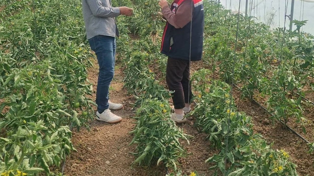 Bayburt'ta tarım arazilerinde düzenli sürveylerle zararlı tehdidi izleniyor